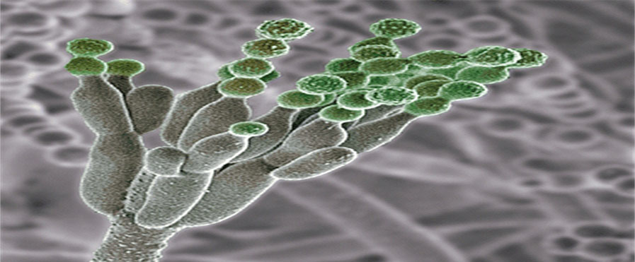 Preservative Preservative